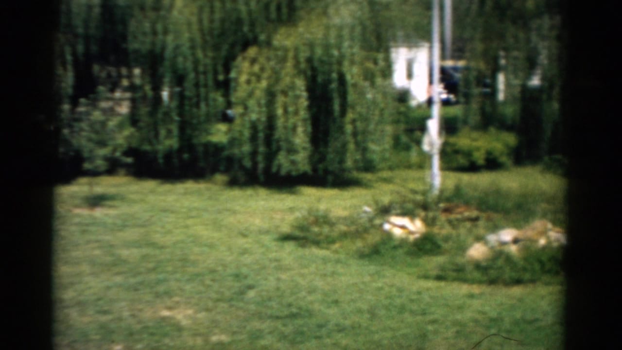 Wide view of a backyard lawn with weeping willow trees, a white flagpole, and an oval stone-bordered garden bed on a sunny day.