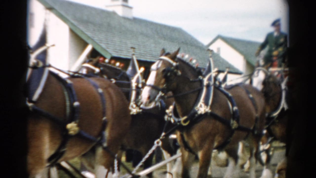In 1957 Catskill, New York footage, harnessed Clydesdale horses move past the camera with a red Budweiser wagon and a uniformed rider partly visible behind them.