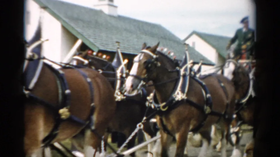 In 1957 Catskill, New York footage, harnessed Clydesdale horses move past the camera with a red Budweiser wagon and a uniformed rider partly visible behind them.