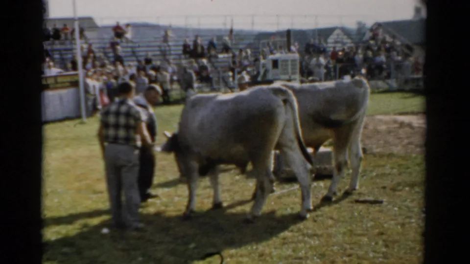 A handler in a plaid shirt leads a large pale cow across a grassy show ring at what appears to be a county fair; Catskill, New York, c. 1957, with spectator-filled wooden bleachers behind.