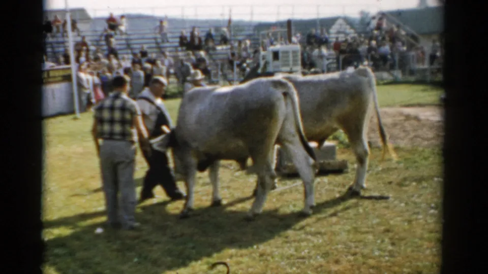 Two large pale-coated cattle paraded by handlers in a grass show ring at a rural fair; wooden bleachers filled with spectators behind; Catskill, New York, c. 1957.