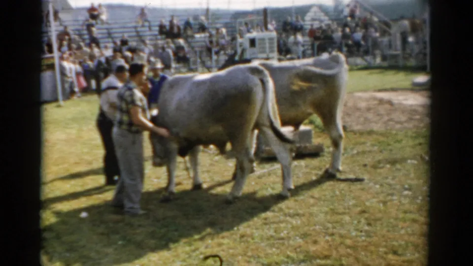 A handler in a plaid shirt presents a large pale steer in a grass show ring, bleachers with a full crowd visible behind; Catskill, New York, c. 1957.