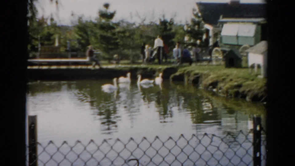 White swans on a pond at the Catskill Game Farm, c. 1957; chain-link fence in foreground, visitors and conifers on far bank, captured on 8mm color film.
