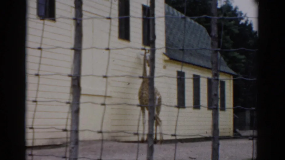 Giraffe in fenced enclosure at what may be Catskill Game Farm, New York, circa 1957, yellow clapboard building behind, shot on 8mm film.