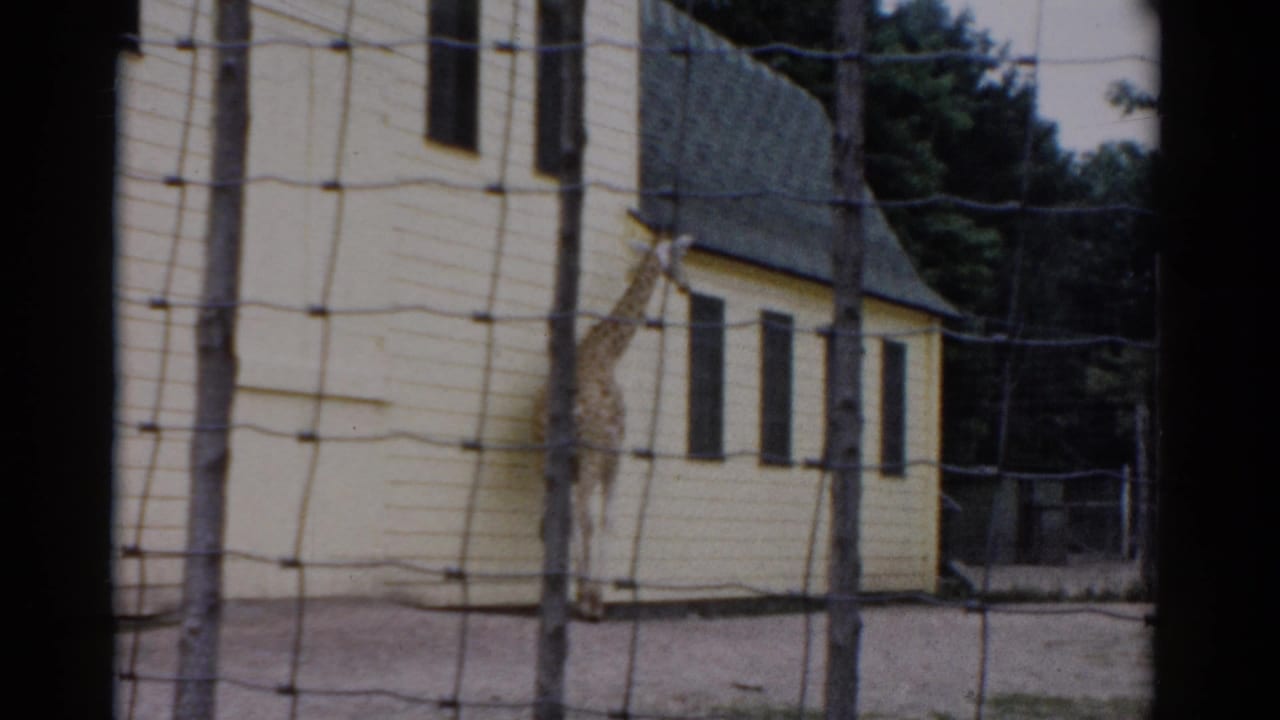 Giraffe with neck extended upward in enclosure, yellow clapboard building and trees visible through wire mesh fence.