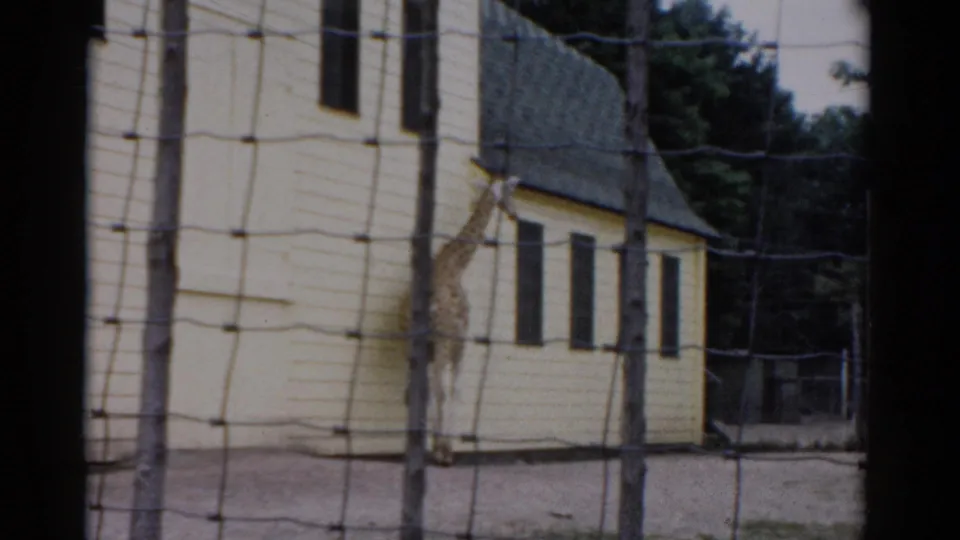 Giraffe stretching neck upward in fenced enclosure, circa 1957, yellow clapboard building behind, possibly Catskill Game Farm, New York, 8mm film.