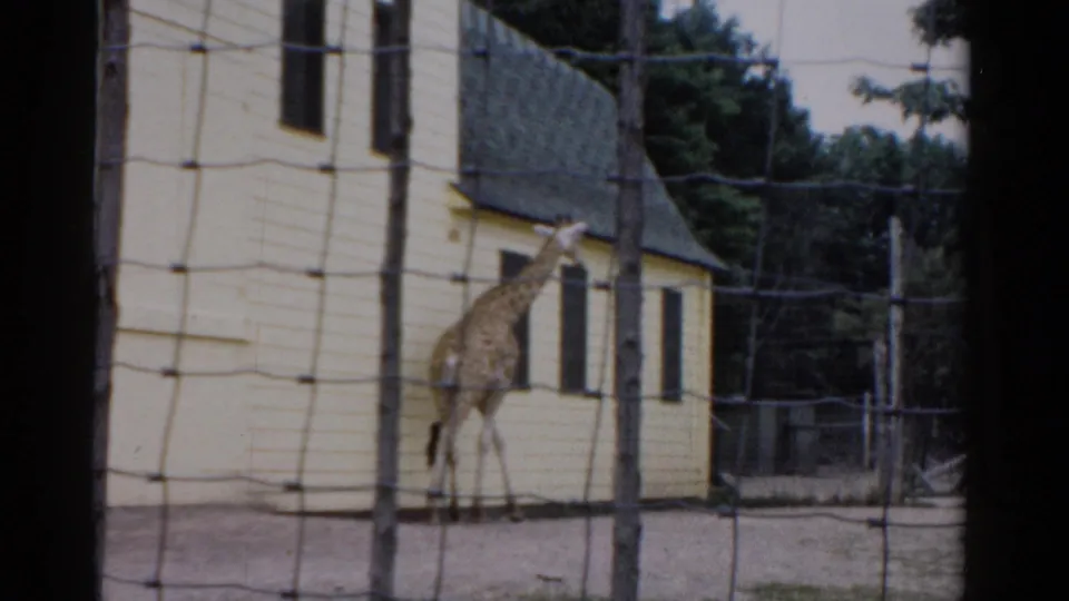 Giraffe walking across enclosure at what may be Catskill Game Farm, New York, circa 1957; overcast sky and trees in background, 8mm film.