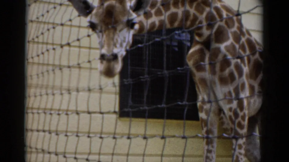 Close-up of reticulated giraffe through wire enclosure fence, circa 1957 New York; distinctive spotted coat pattern clearly visible on 8mm film.