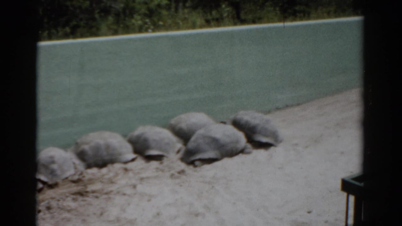 Row of Aldabra giant tortoises in a sandy zoo enclosure, likely Catskill Game Farm, New York, circa 1957, captured on 8mm film.