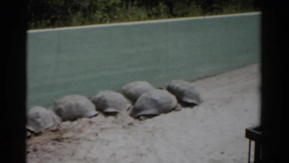 Row of Aldabra giant tortoises in a sandy zoo enclosure, likely Catskill Game Farm, New York, circa 1957, captured on 8mm film.
