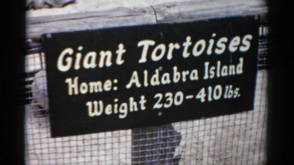 Close-up of a handlettered 1950s-era zoo exhibit sign identifying Aldabra Island tortoises by weight range, with wire fencing and metal container visible.