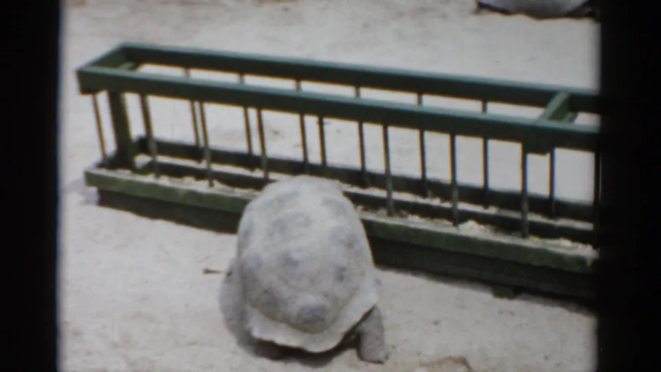 Single Aldabra giant tortoise beside a green metal feeding trough in a sandy zoo enclosure, circa 1957, shot on 8mm film.