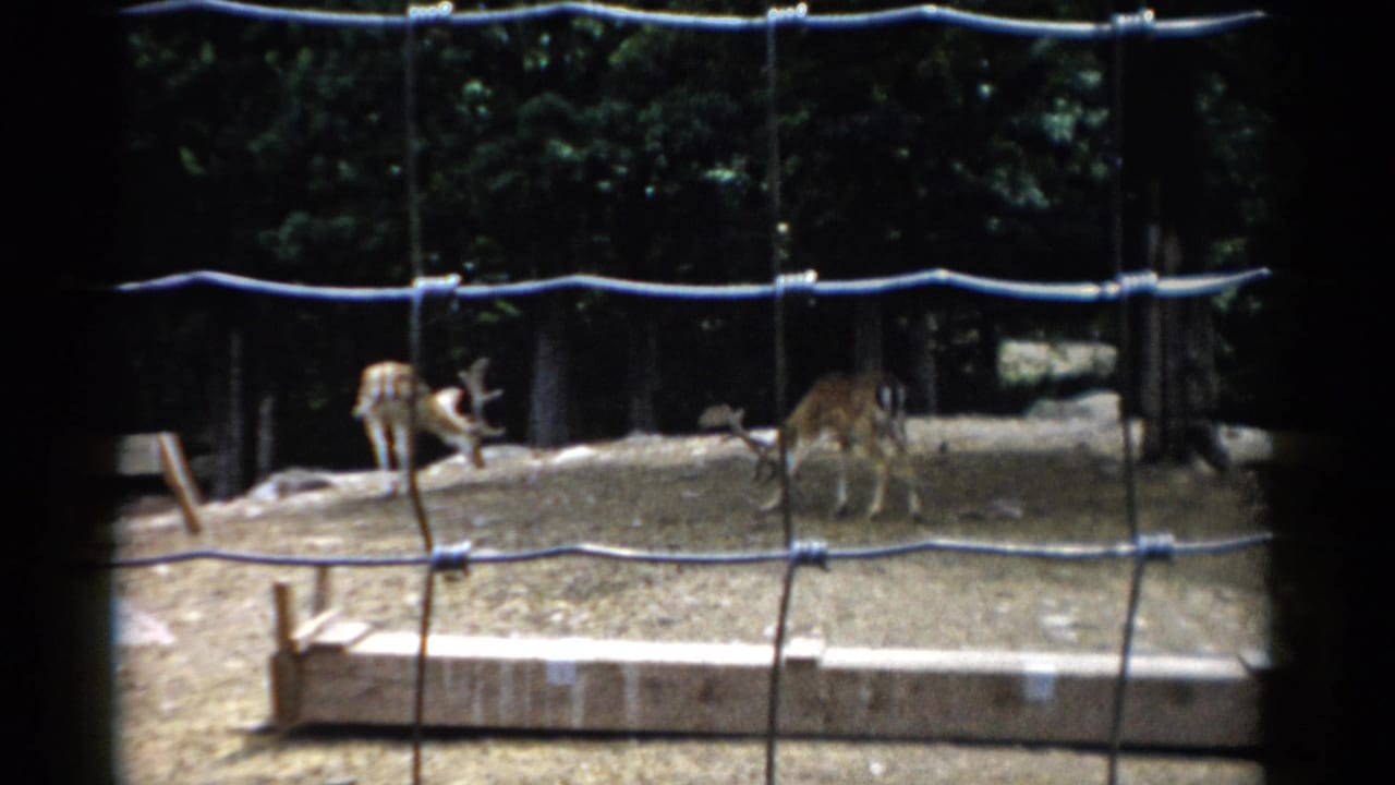 Two or three deer in a wire-fenced animal enclosure at what may be the Catskill Game Farm, New York, circa 1957, captured on 8mm home movie film.