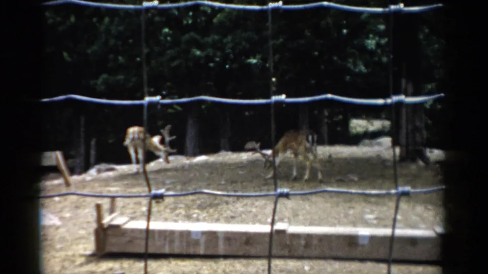 Two or three deer in a wire-fenced animal enclosure at what may be the Catskill Game Farm, New York, circa 1957, captured on 8mm home movie film.