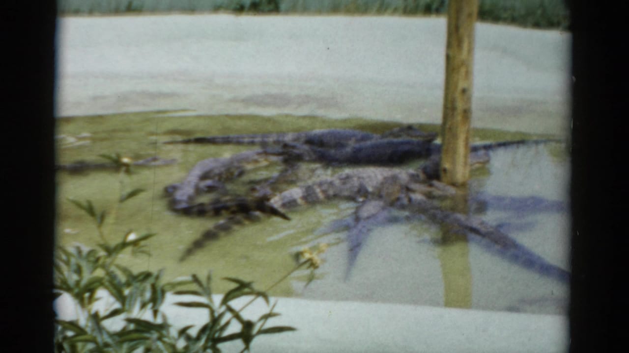 Several alligators basking in a shallow algae-covered enclosure pool, possibly Catskill Game Farm, New York, circa 1957, on 8mm home movie film.
