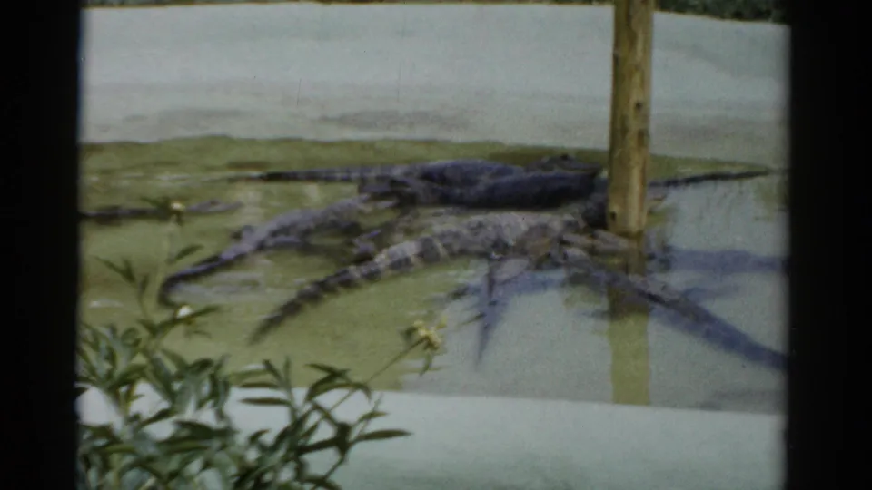 Alligators resting in a shallow pool around a wooden post, possibly Catskill Game Farm, New York, circa 1957, shot on 8mm home movie film.