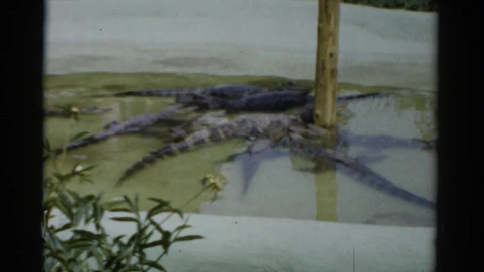 Multiple alligators in an open-air enclosure pool, possibly Catskill Game Farm, New York, circa 1957, on 8mm home movie film.