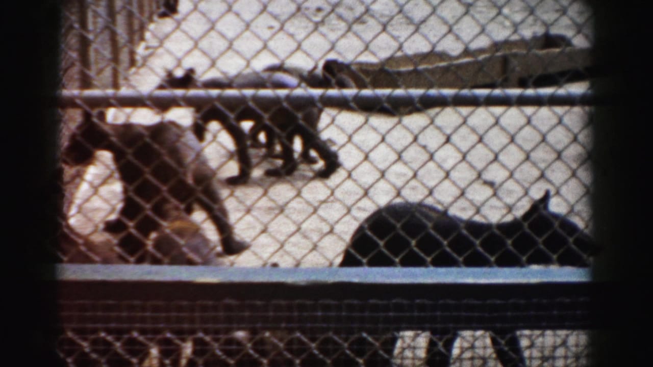 Young bear cubs exploring a sandy enclosure at what the metadata identifies as the Catskill Game Farm, New York, 1957; shot through chain-link fence on 8mm film.