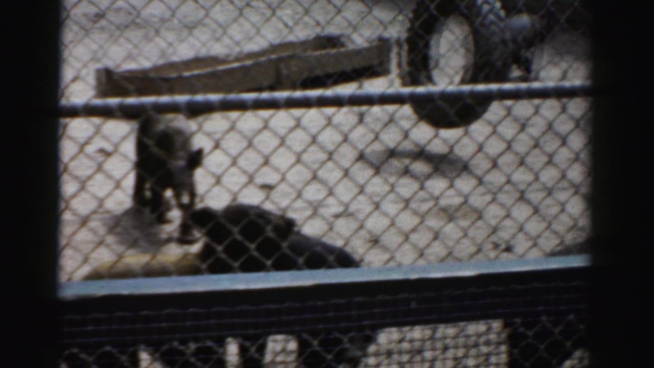 Bear cub standing amid resting cubs in a sandy enclosure, Catskill Game Farm, New York, c.1957; viewed through chain-link fence on 8mm home movie film.