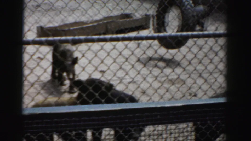 Bear cub standing amid resting cubs in a sandy enclosure, Catskill Game Farm, New York, c.1957; viewed through chain-link fence on 8mm home movie film.
