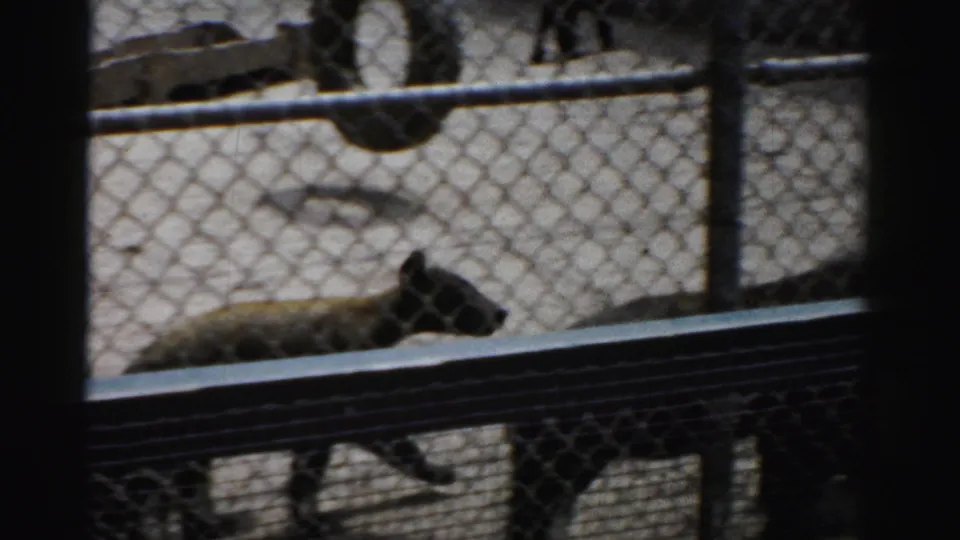 Several bear cubs resting and moving on sand inside a zoo-style enclosure, shot through chain-link fence, Catskill Game Farm area, c.1957.