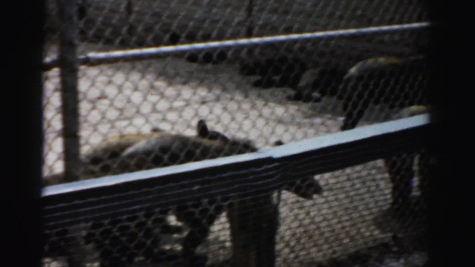 Young bear cubs on sandy enclosure floor at what is identified as the Catskill Game Farm, New York, 1957; fence rails occupy much of the foreground.