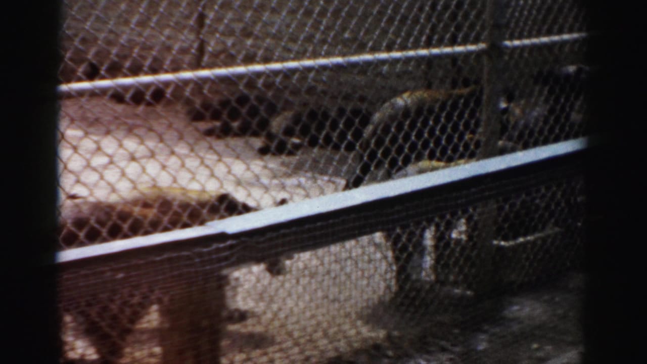 1957 Catskill home-movie frame showing zoo animals inside a wire enclosure behind a chain-link foreground fence.