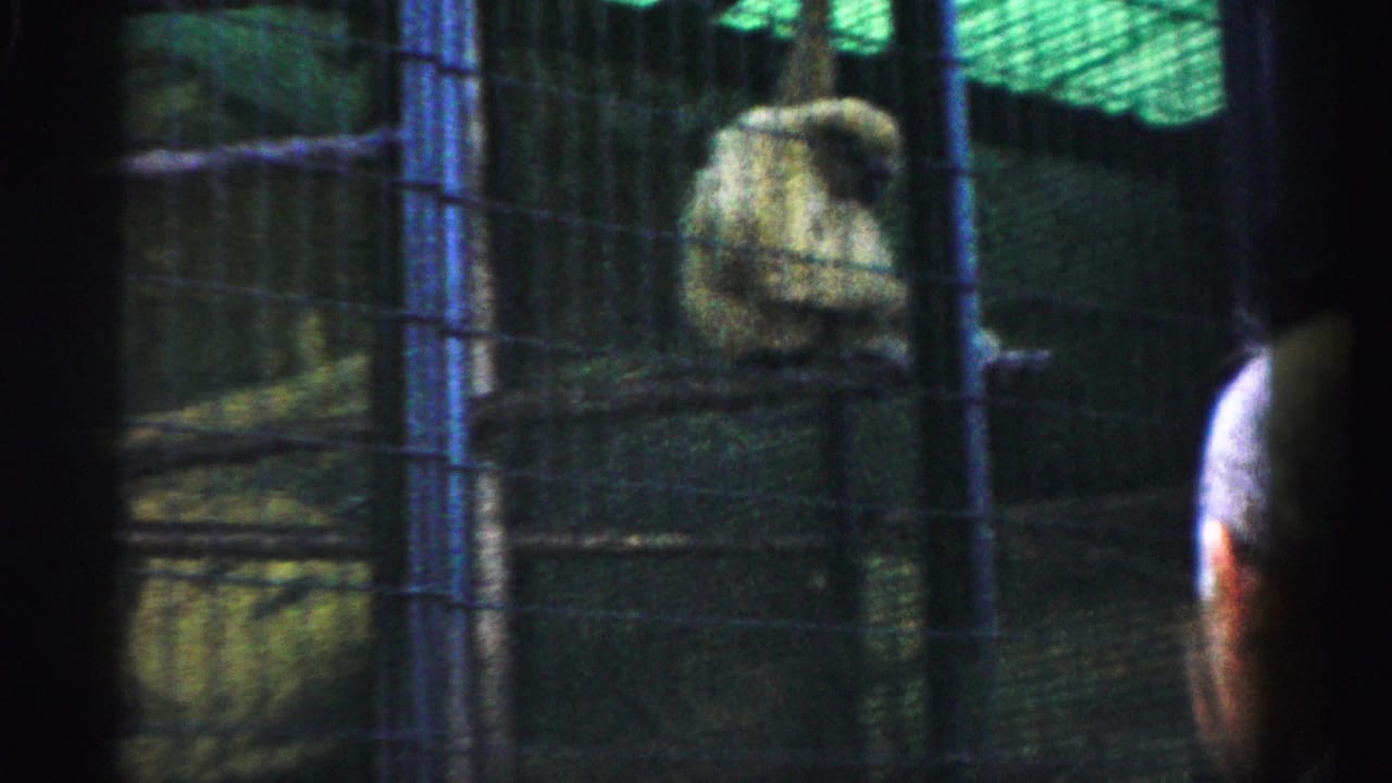 Spider monkey in wire cage at what may be the Catskill Game Farm, New York, circa 1957; visitor head partially visible at right; 8mm home movie.