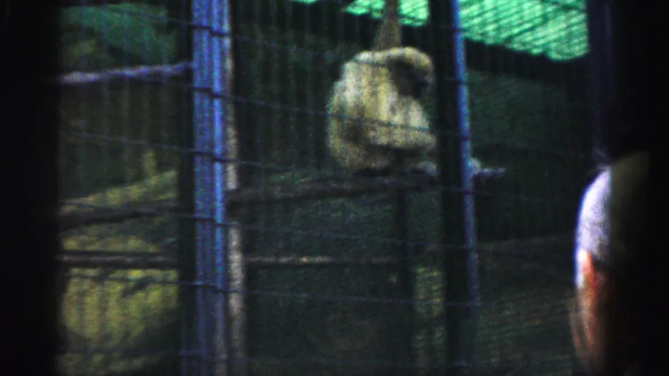 Spider monkey in wire cage at what may be the Catskill Game Farm, New York, circa 1957; visitor head partially visible at right; 8mm home movie.