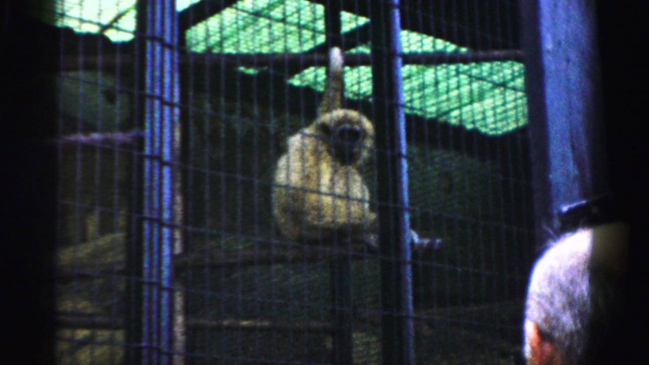 Spider monkey perched or hanging in wire enclosure, circa 1957; shot through cage bars by a zoo visitor on 8mm film; Catskill, New York.