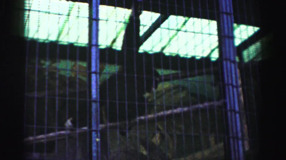 Primate resting low in cage enclosure viewed through bars; green mesh roof visible above; 8mm home movie footage, possibly Catskill area, circa 1957.