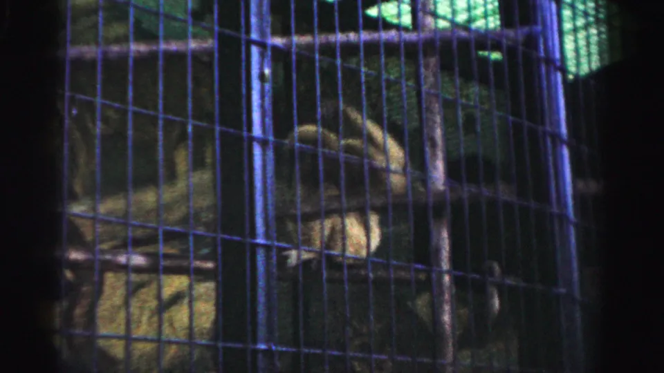 Monkey in cage enclosure, likely Catskill area zoo circa 1957; adult visitor partially visible at right edge; 8mm home movie with characteristic period color shift.