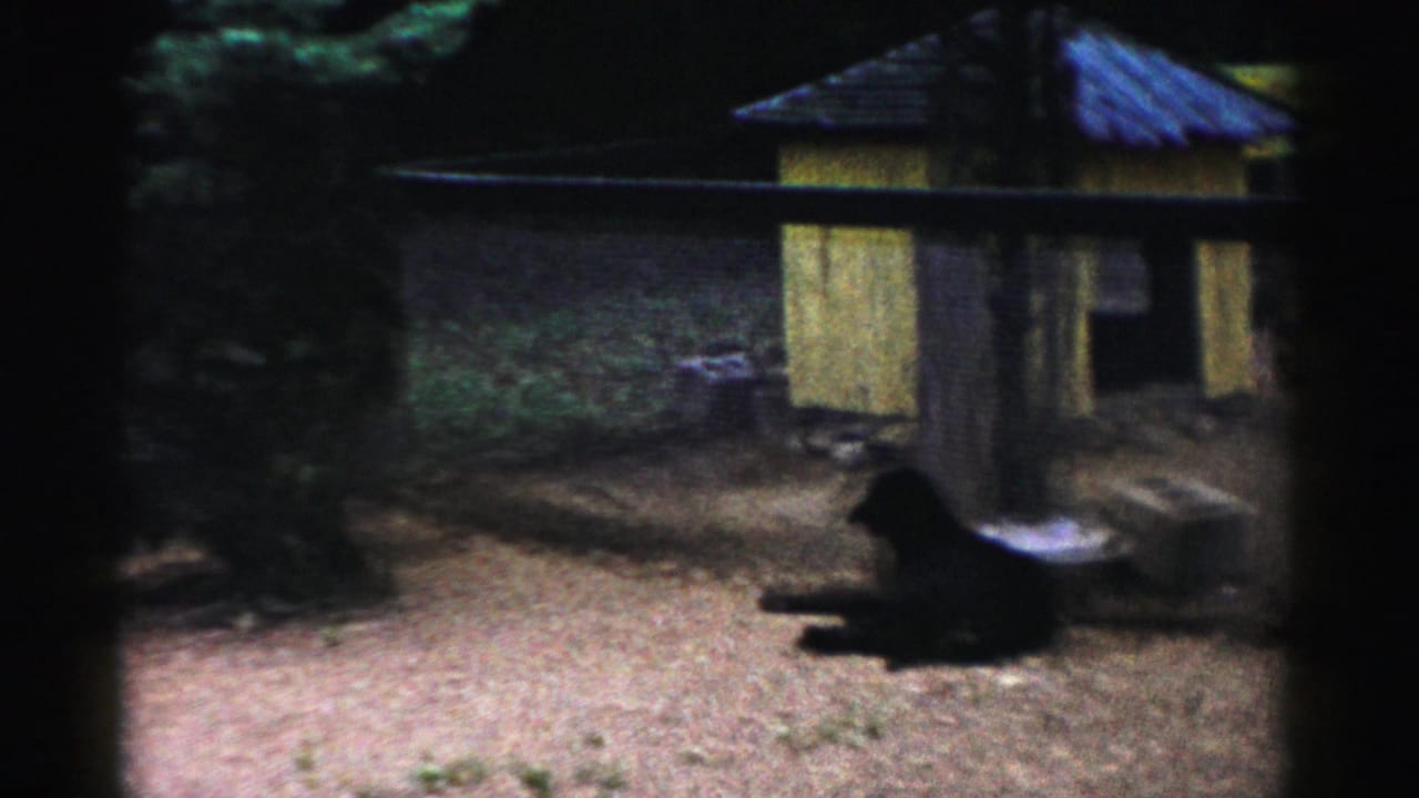 Dark animal on gravel near a yellow wooden enclosure with blue corrugated roof, possibly Catskill Game Farm, New York, circa 1957.