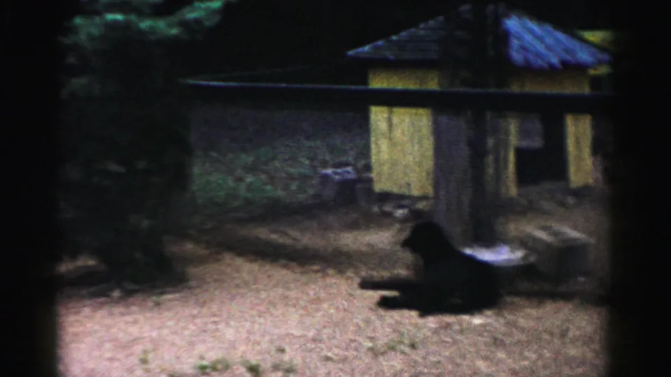 Dark animal on gravel near a yellow wooden enclosure with blue corrugated roof, possibly Catskill Game Farm, New York, circa 1957.