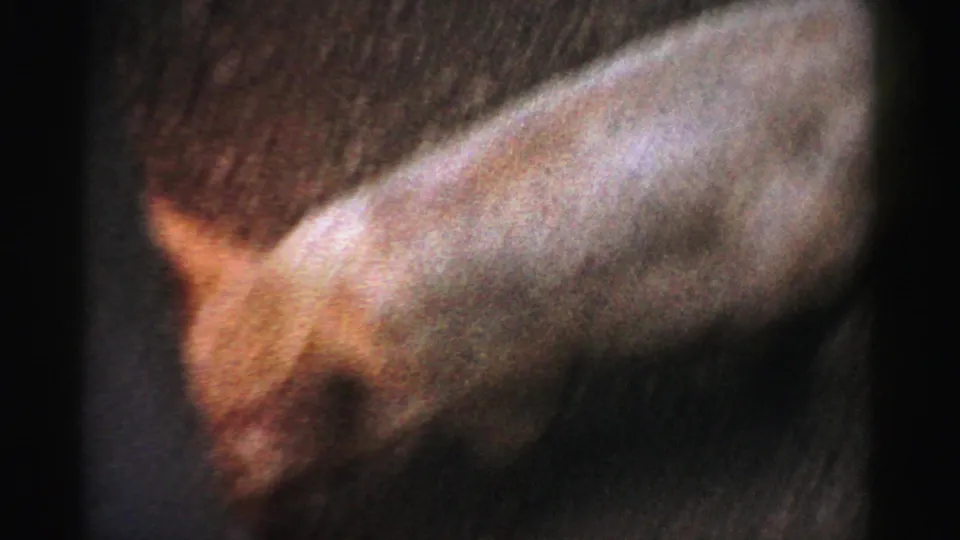 Close-up of a live pig at what appears to be a Three Little Pigs themed animal attraction, Catskill, New York, circa 1957