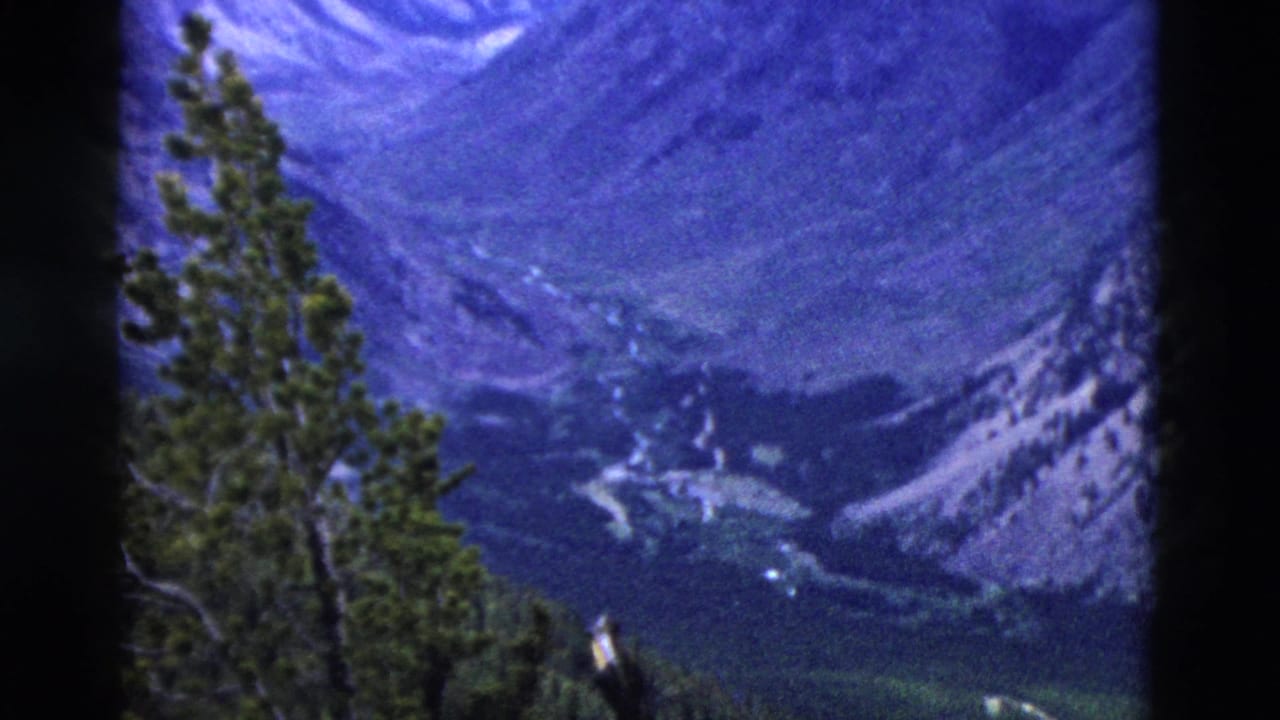 High-elevation view of a forested mountain valley with a pine tree at left and distant blue-tinged ridgeline.