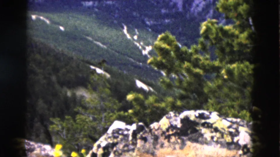 8mm frame circa 1958 showing lichen-covered foreground boulders and small yellow wildflowers, with pine trees and mountain valley receding behind.