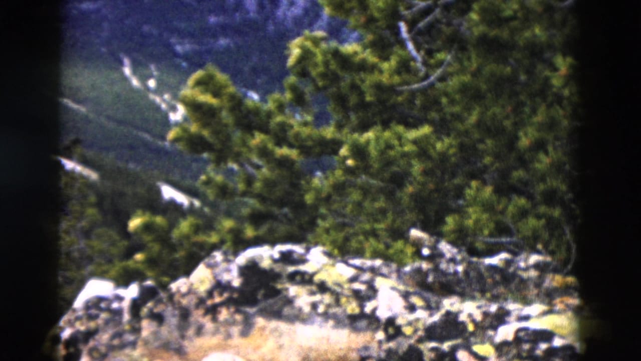 Rocky outcrop and conifer branches, slightly shifted pan position, 8mm film with edge vignetting.