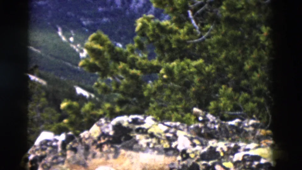 8mm home movie frame of lichen-patched rocks and evergreen trees, Yellowstone-area Wyoming, circa 1958, pan progressing across the scene.