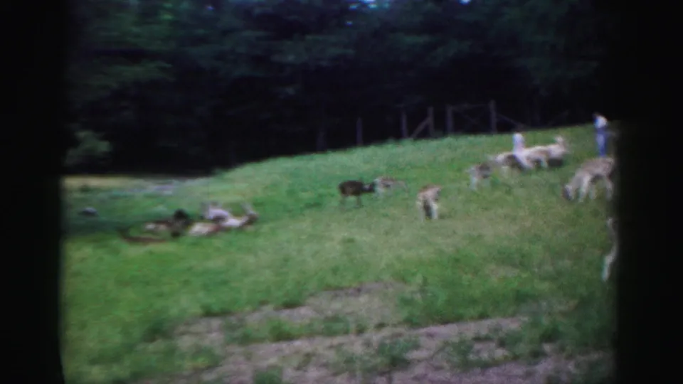Wide visitor-perspective shot of a game farm enclosure, circa 1957, showing grazing animals on a grassy slope with a distant person visible in the background.