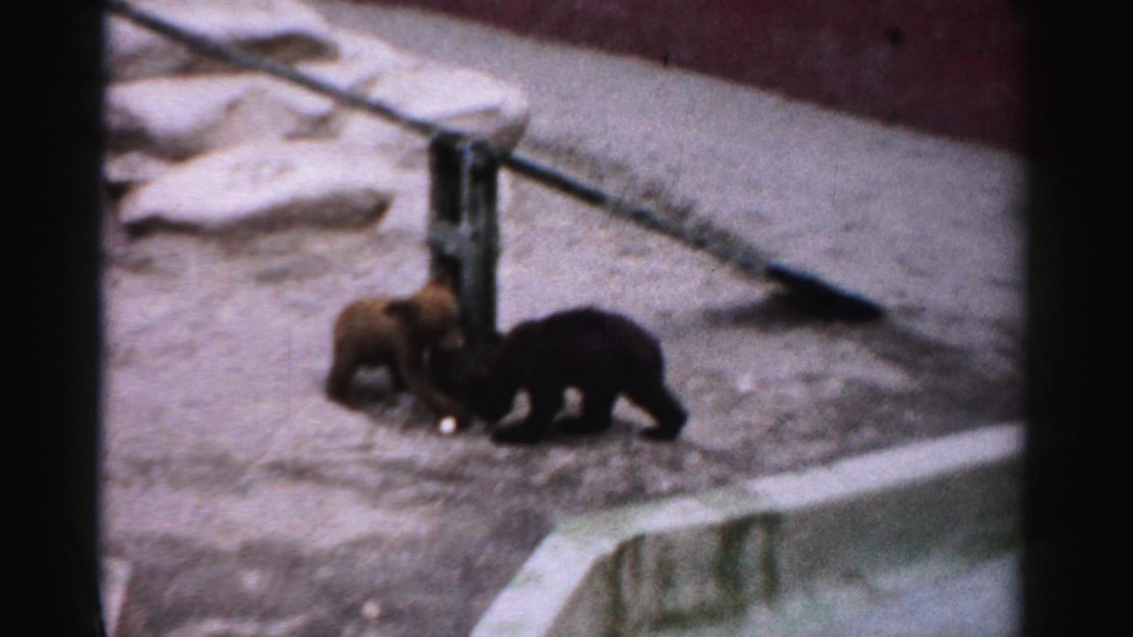 Two bear cubs, one lighter brown and one darker, interact near a metal horizontal rail in a sandy enclosure with scattered rocks and concrete edging.