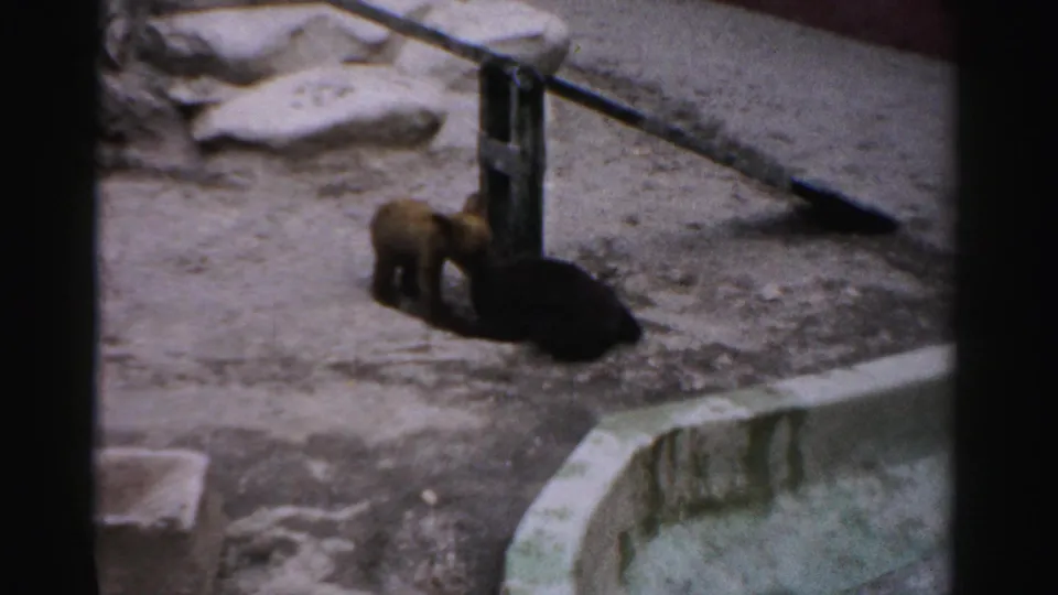 Two bear cubs near a metal post in the Catskill Game Farm enclosure, circa 1957, with concrete and rock surrounds visible in the foreground.