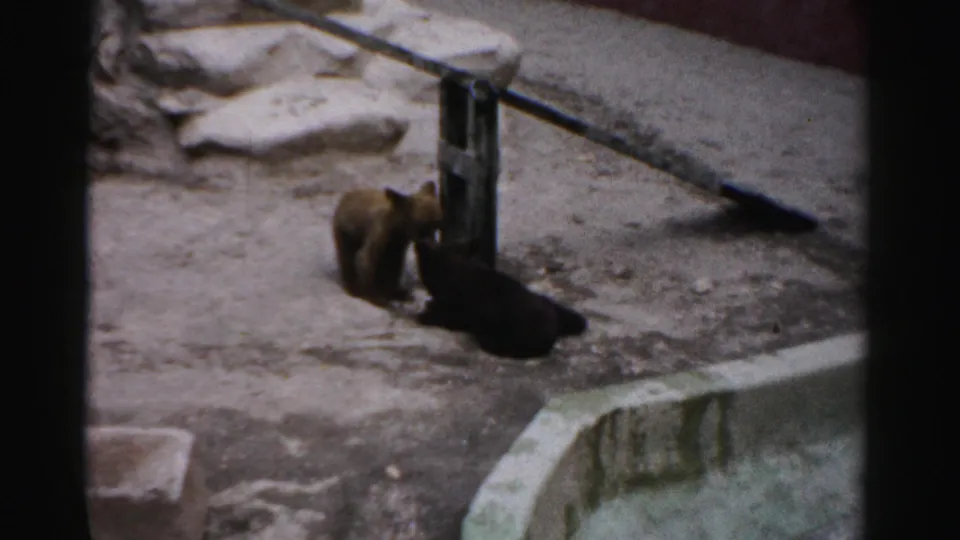 Two bear cubs playing near an enclosure post at the Catskill Game Farm, circa 1957; one cub faces upward in a moment of interaction.