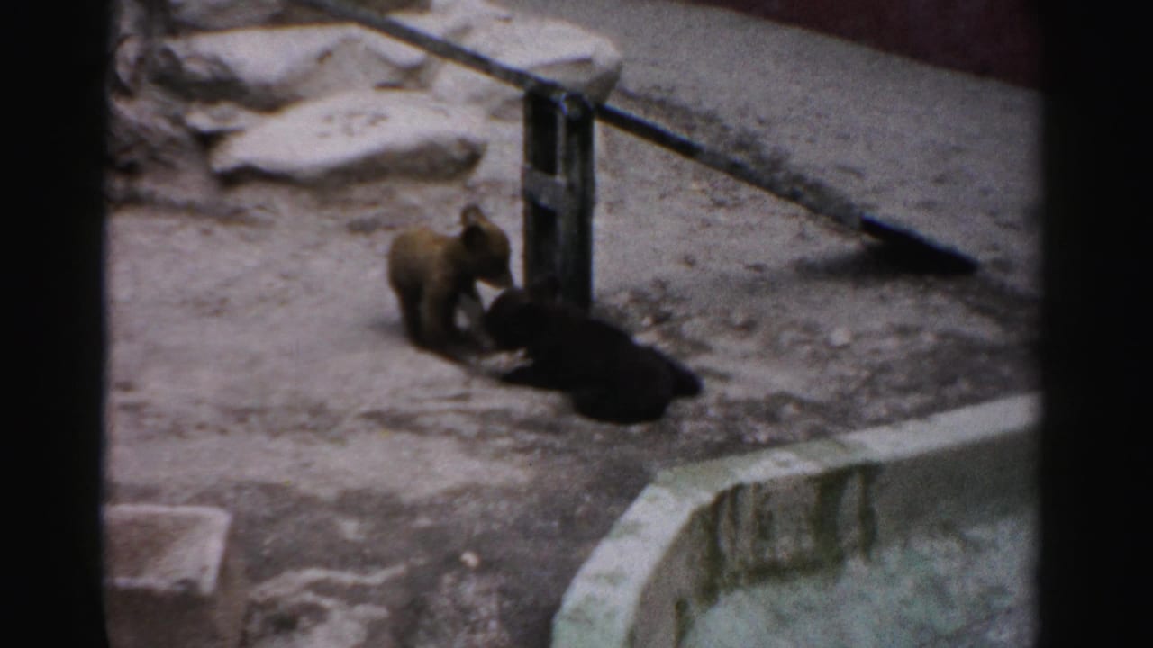 Bear cub near a wooden post in a concrete zoo enclosure, viewed from above.