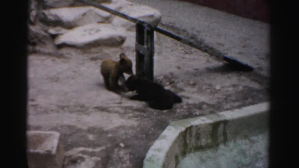 Bear cub next to a wooden post in a concrete enclosure, likely a 1950s wildlife park, captured on 8mm film from above.