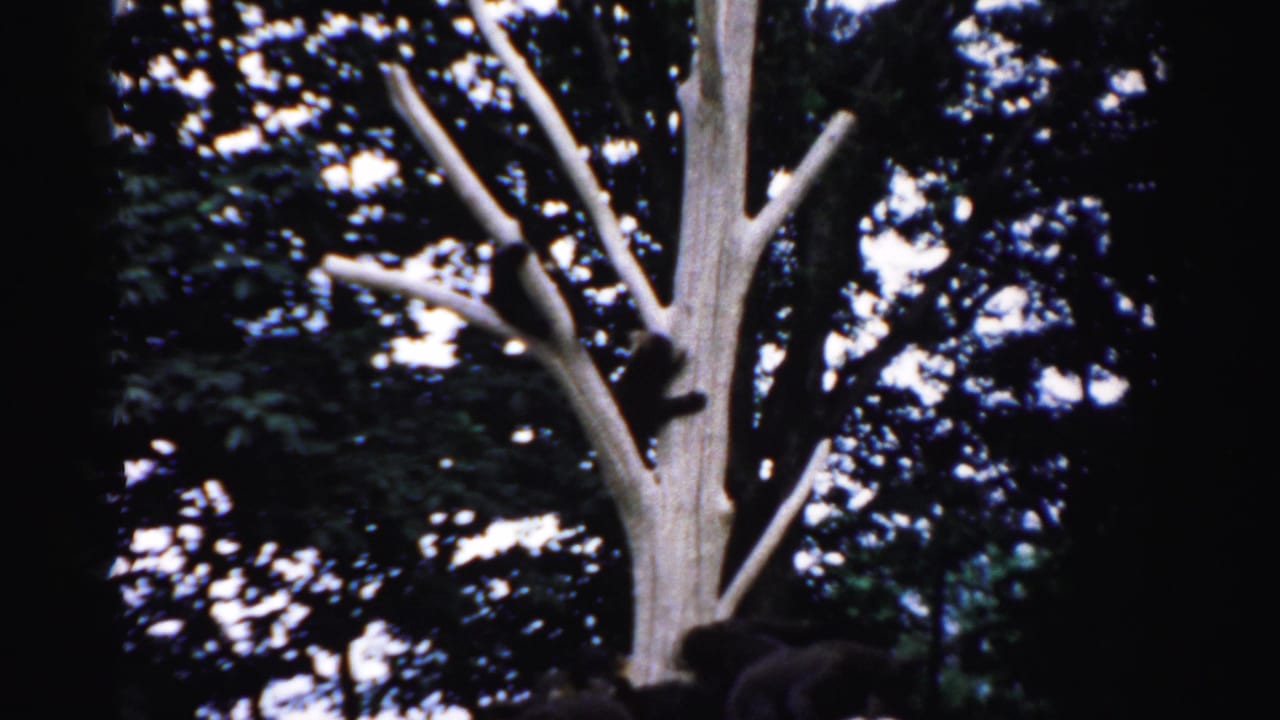 Dark bear cub clinging to an upper branch of a bare climbing tree in an enclosed wildlife exhibit, circa 1957, 8mm film.