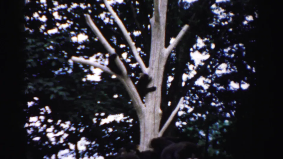 Dark bear cub clinging to an upper branch of a bare climbing tree in an enclosed wildlife exhibit, circa 1957, 8mm film.
