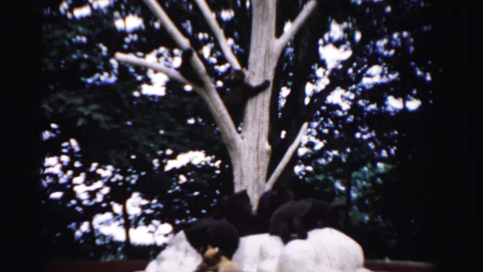 Multiple dark bear cubs at the base and lower trunk of a bare climbing tree in an enclosed exhibit, circa 1957, 8mm film shot from below.