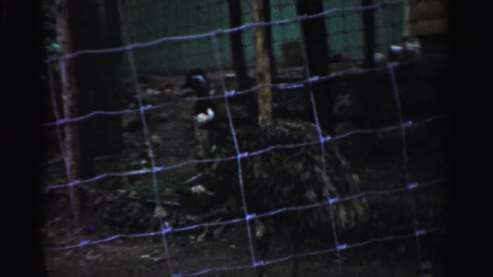 Wire mesh fence of a wildlife enclosure frames dark bear cubs in a wooded exhibit, consistent with 1950s zoo infrastructure, 8mm film.