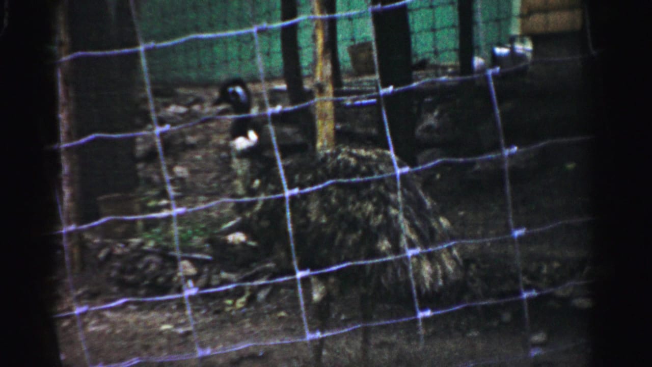 Wire mesh fence in foreground; dirt-floored enclosure with wooden posts and dark-colored birds visible behind.